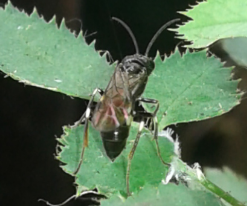 Tenthredinidae : femmina di Allantus cinctus?